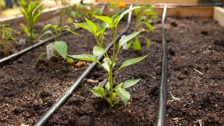 Wie oft Paprika in einem Gewächshaus gießen: Ein Leitfaden zur richtigen Bewässerung für hohe Erträge