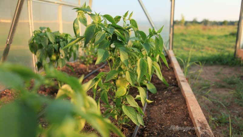 Wie oft Paprika in einem Gewächshaus gießen: Ein Leitfaden zur richtigen Bewässerung für hohe Erträge