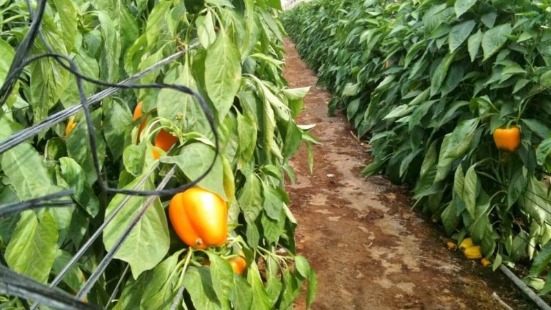 Wie oft Paprika in einem Gewächshaus gießen: Ein Leitfaden zur richtigen Bewässerung für hohe Erträge