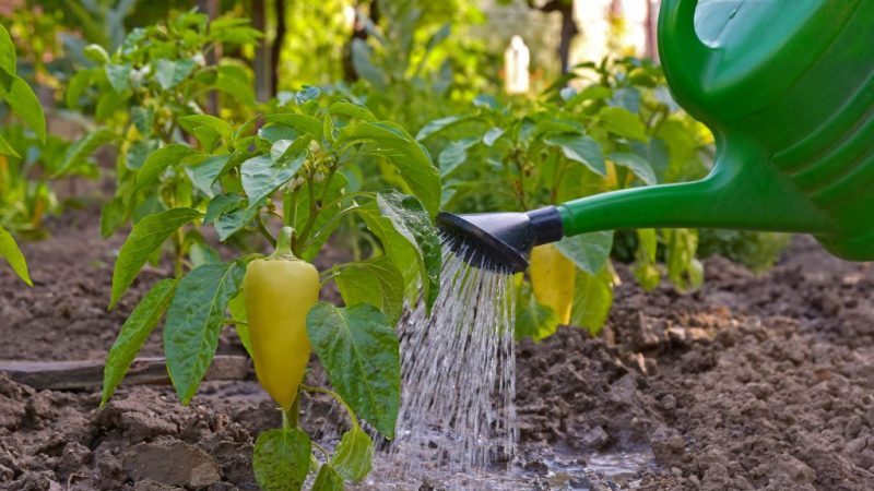 Wie oft Paprika in einem Gewächshaus gießen: Ein Leitfaden zur richtigen Bewässerung für hohe Erträge