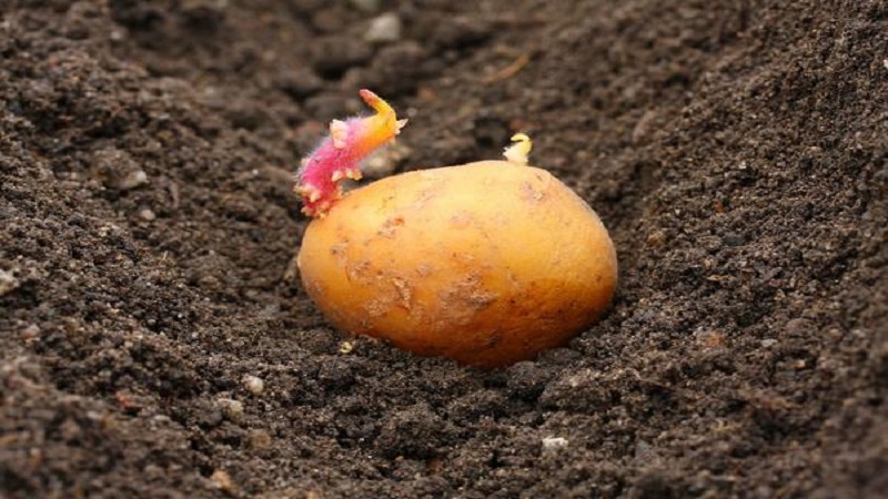 Frühe niedrig wachsende Juvel-Kartoffel aus Deutschland