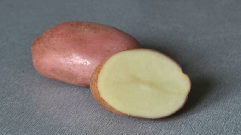 Mid-early table potato Romano from Dutch breeders