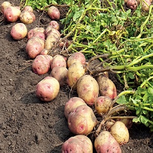 Mid-early table variety of Romano potatoes from Dutch breeders