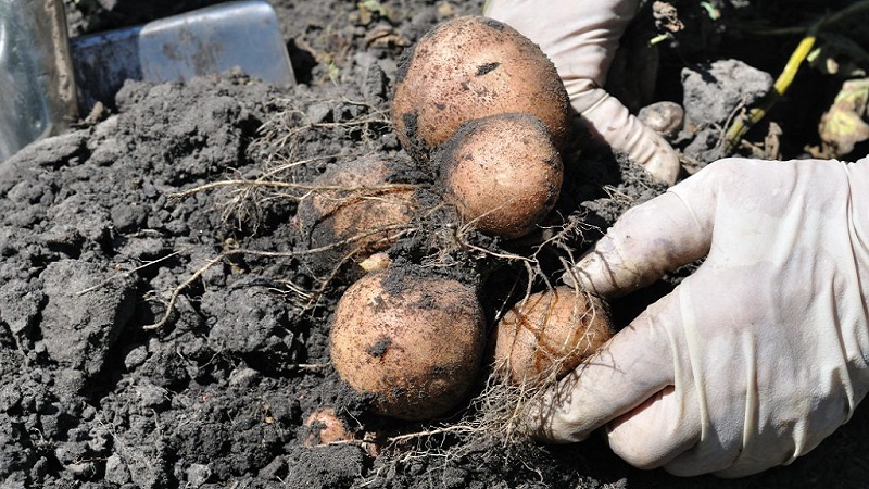 Mid-early table potato Romano from Dutch breeders