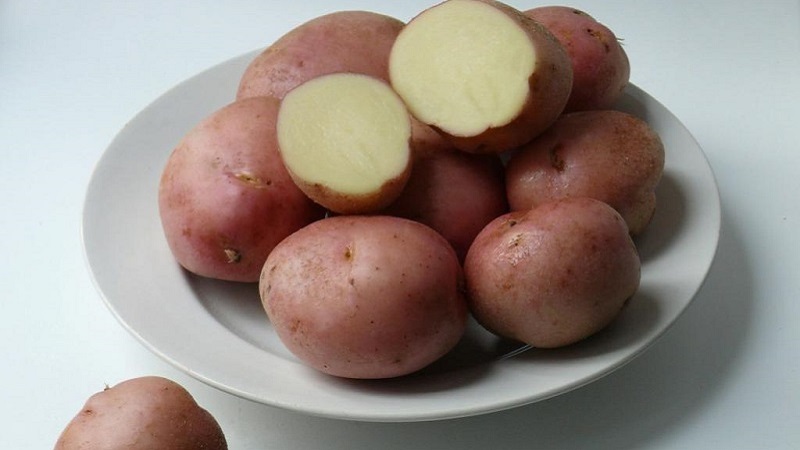 Mid-early table variety of Romano potatoes from Dutch breeders