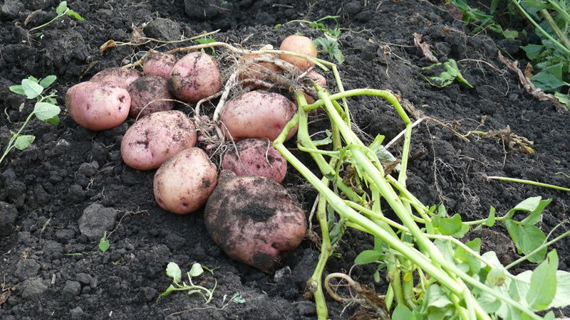 Mid-early table variety of Romano potatoes from Dutch breeders