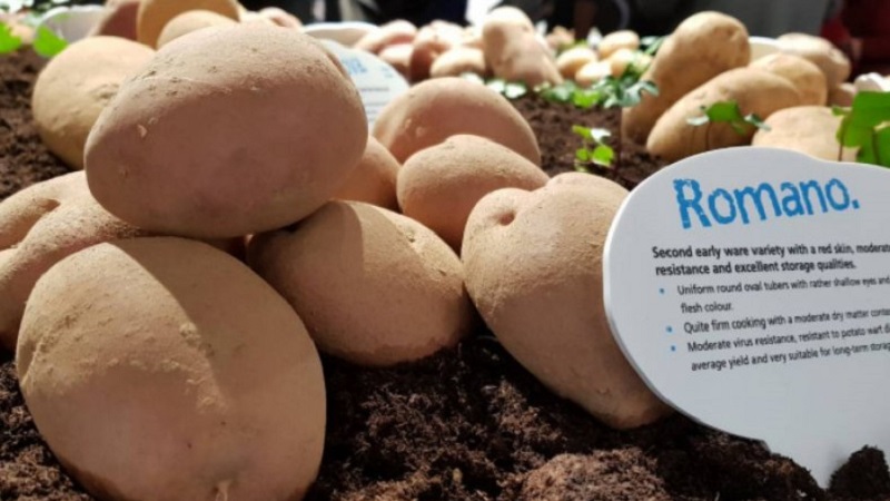 Mid-early table potato Romano from Dutch breeders