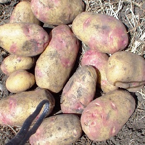 Mid-early table variety of Romano potatoes from Dutch breeders