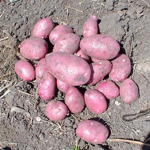 Mid-early table variety of Romano potatoes from Dutch breeders