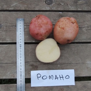 Mid-early table variety of Romano potatoes from Dutch breeders