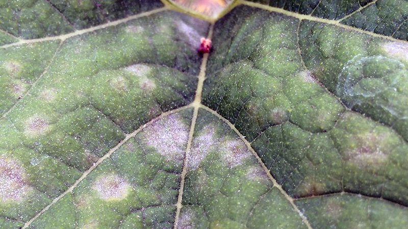 Warum Gurken nicht in einem Gewächshaus wachsen und wie man effektiv mit diesem Problem umgeht