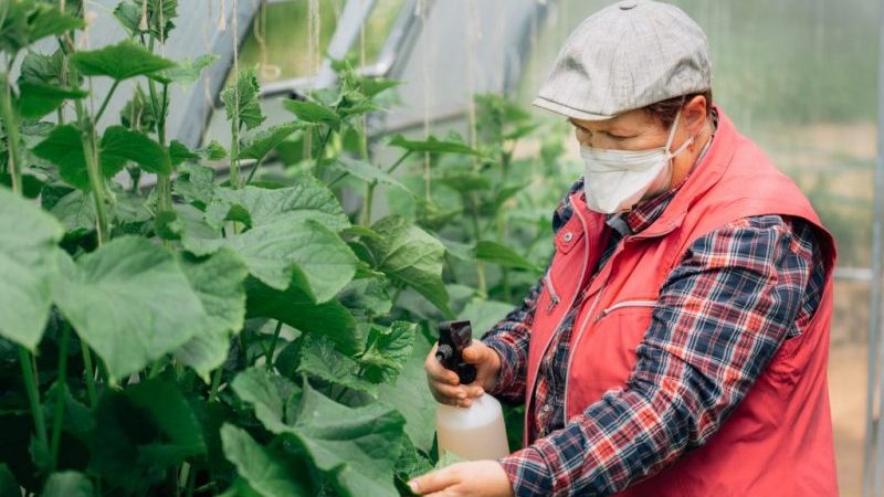 Warum Gurken nicht in einem Gewächshaus wachsen und wie man effektiv mit diesem Problem umgeht