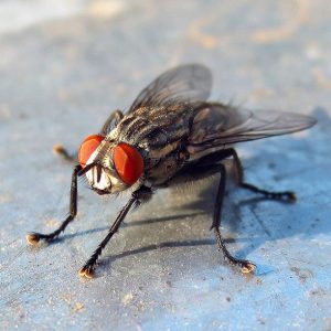 Die Ernte vor ungebetenen Gästen retten: So finden Sie heraus, wer im Garten Rüben nagt, und können den Schädling schnell und einfach besiegen