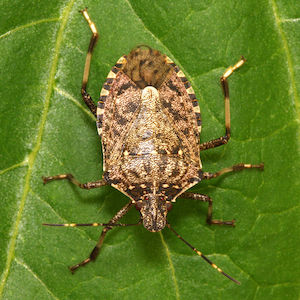 Die Ernte vor ungebetenen Gästen retten: So finden Sie heraus, wer im Garten Rüben nagt, und können den Schädling schnell und einfach besiegen