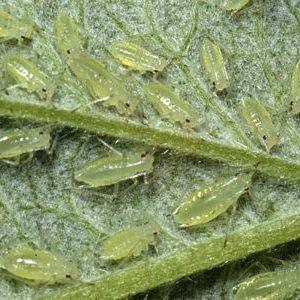 Die Ernte vor ungebetenen Gästen retten: So finden Sie heraus, wer im Garten Rüben nagt, und können den Schädling schnell und einfach besiegen