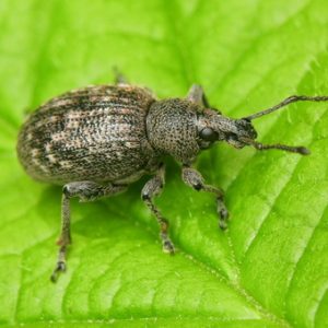 Die Ernte vor ungebetenen Gästen retten: So finden Sie heraus, wer im Garten Rüben nagt, und können den Schädling schnell und einfach besiegen