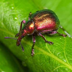 Die Ernte vor ungebetenen Gästen retten: So finden Sie heraus, wer im Garten Rüben nagt, und können den Schädling schnell und einfach besiegen