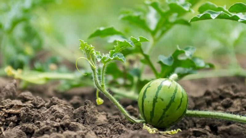 Wie man Wassermelonen im Freien gießt: Bewässerungshäufigkeit und Regeln