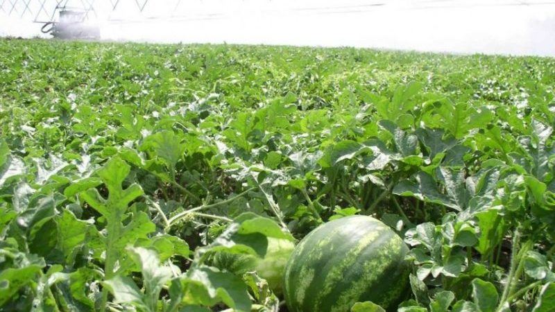 Wie man Wassermelonen im Freien gießt: Bewässerungshäufigkeit und Regeln