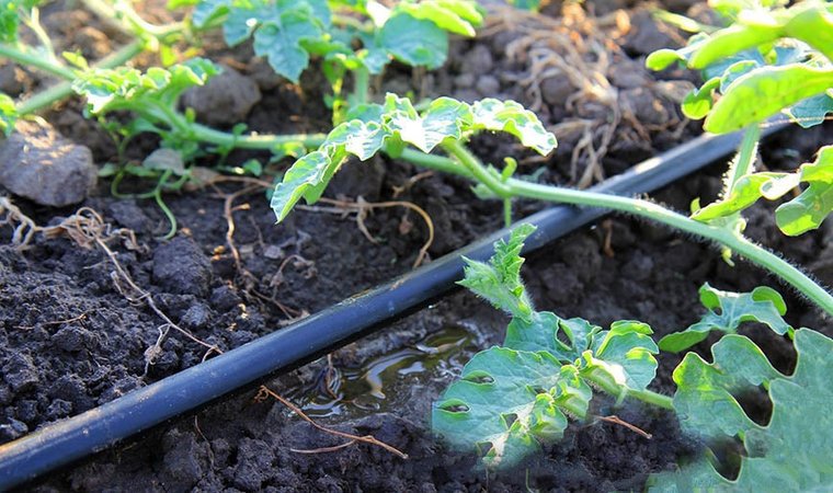 Wie man Wassermelonen im Freien gießt: Bewässerungshäufigkeit und Regeln