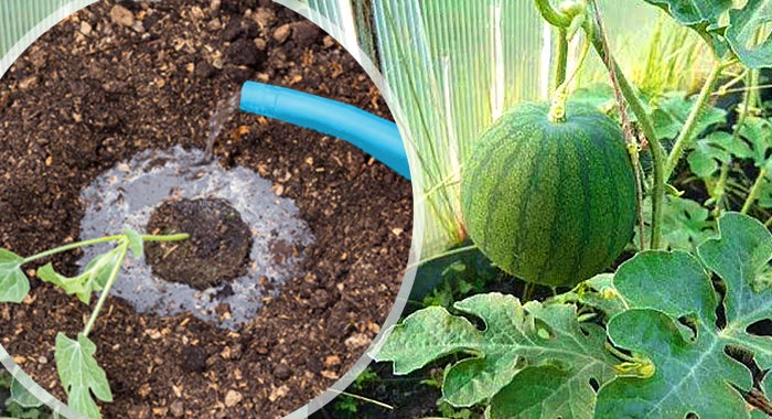 Wie man Wassermelonen im Freien gießt: Bewässerungshäufigkeit und Regeln