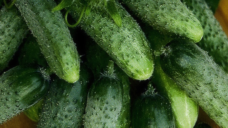 Was ist der Kaloriengehalt von leicht gesalzenen Gurken und ist es möglich, sie zu essen, während Sie Gewicht verlieren