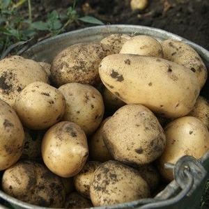 Mittlere frühe Kartoffelsorte Sorcerer von einheimischen Züchtern