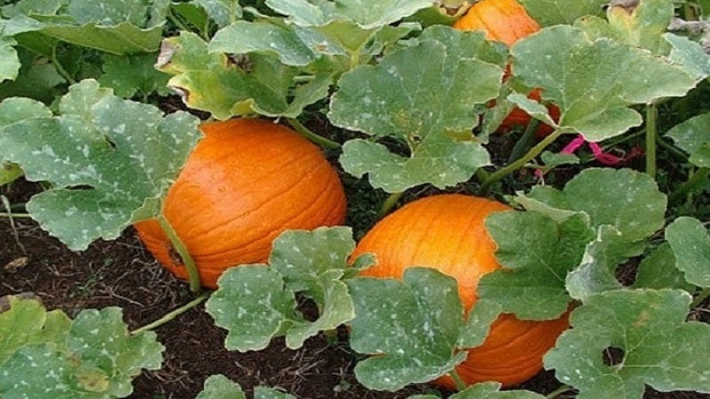 Pünktliche Ernte: Wann wird Kürbis geerntet und wie wird seine Reife im Garten bestimmt?