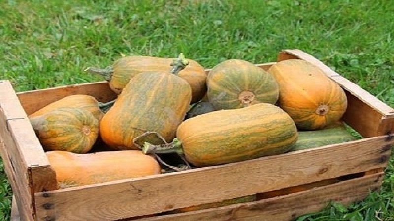 Pünktliche Ernte: Wann wird Kürbis geerntet und wie wird seine Reife im Garten bestimmt?