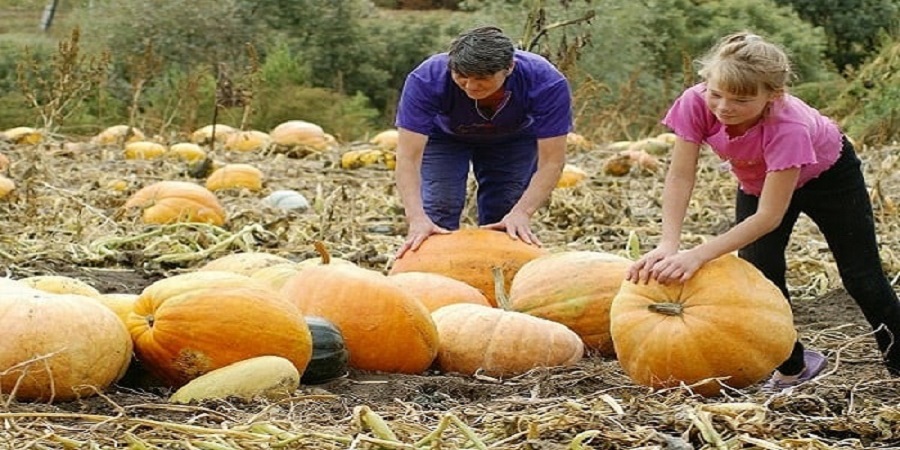 Pünktliche Ernte: Wann wird Kürbis geerntet und wie wird seine Reife im Garten bestimmt?