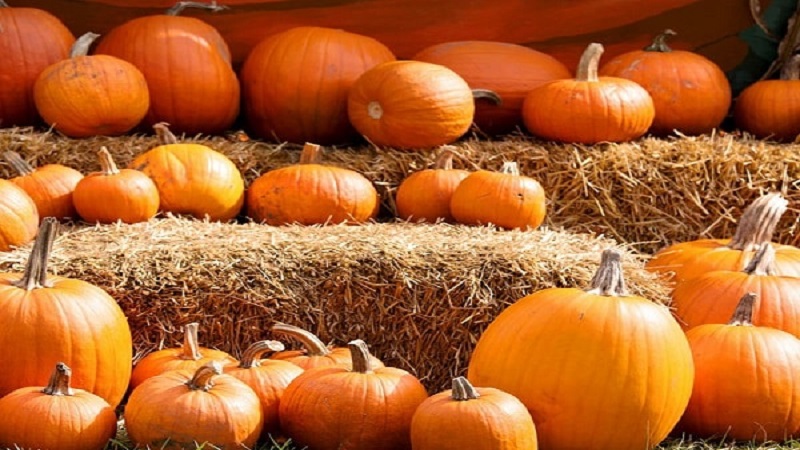 Pünktliche Ernte: Wann wird Kürbis geerntet und wie wird seine Reife im Garten bestimmt?