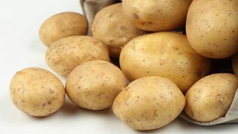 Adretta potato variety from German breeders