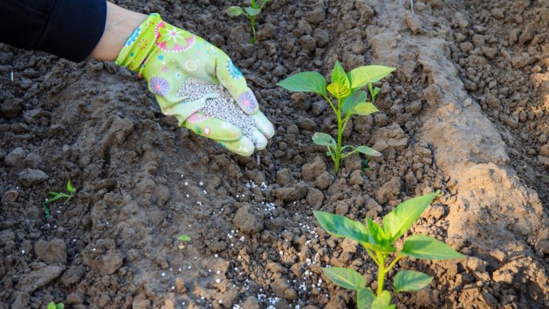 Wie man Paprika während der Blüte und Fruchtbildung in einem Gewächshaus füttert, um eine Rekordernte zu erzielen