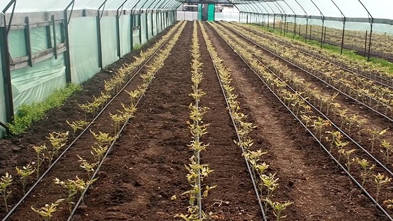 Wir finden heraus, was zu tun ist, wenn die Tomaten im Gewächshaus ausgebrannt sind - wie Sie Ihre Ernte retten können