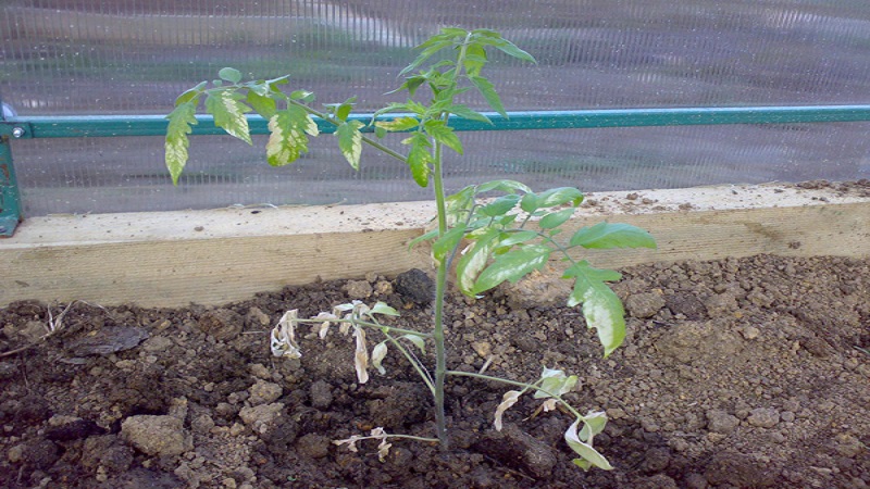 Wir finden heraus, was zu tun ist, wenn die Tomaten im Gewächshaus ausgebrannt sind - wie Sie Ihre Ernte retten können