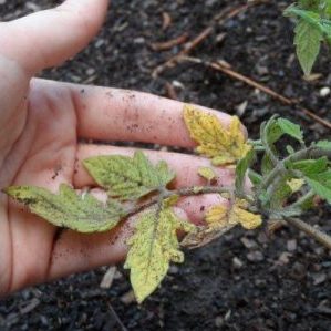 Wir finden heraus, was zu tun ist, wenn die Tomaten im Gewächshaus ausgebrannt sind - wie Sie Ihre Ernte retten können