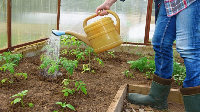 Wir finden heraus, was zu tun ist, wenn die Tomaten im Gewächshaus ausgebrannt sind - wie Sie Ihre Ernte retten können