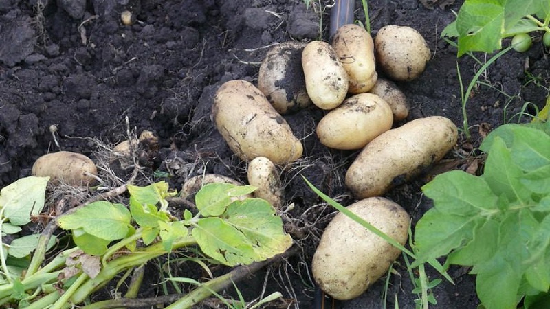 Beliebte und durchweg produktive Impala-Kartoffelsorte niederländischer Züchter