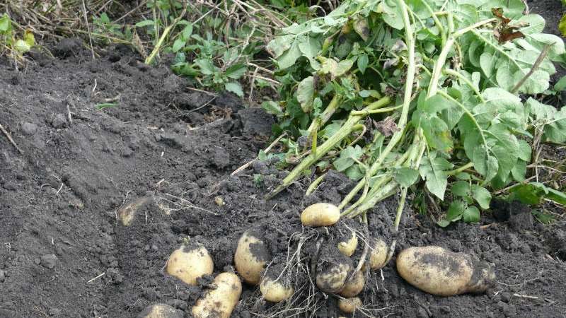 Beliebte und durchweg produktive Impala-Kartoffelsorte niederländischer Züchter