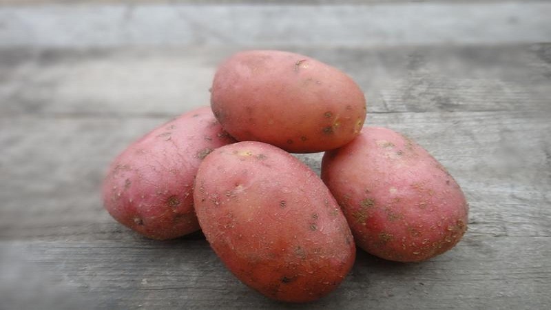 Eine unprätentiöse, aber produktive Sorte roter Kartoffeln Labella