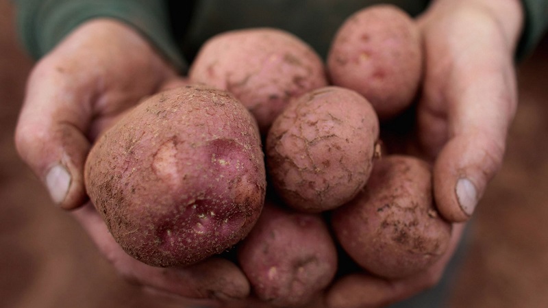 Die altehrwürdige und von Bauern verehrte legendäre amerikanische Kartoffelsorte