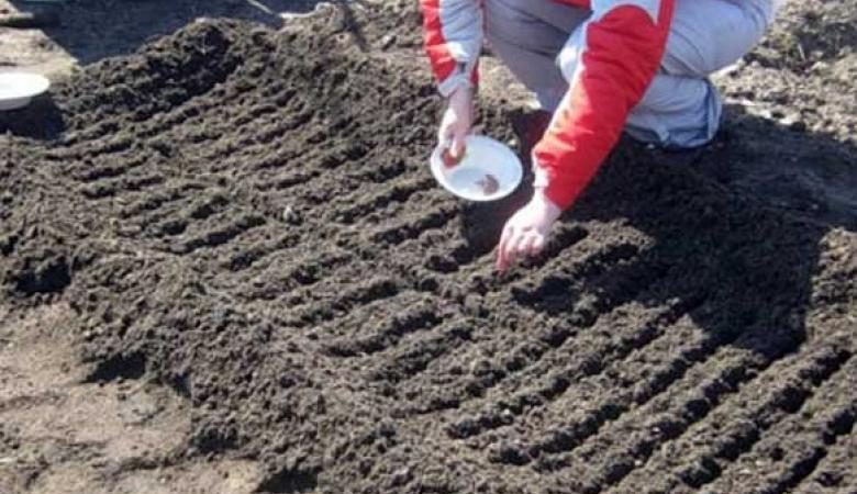 Wie man Radieschen richtig pflanzt: Anleitung für Gärtneranfänger