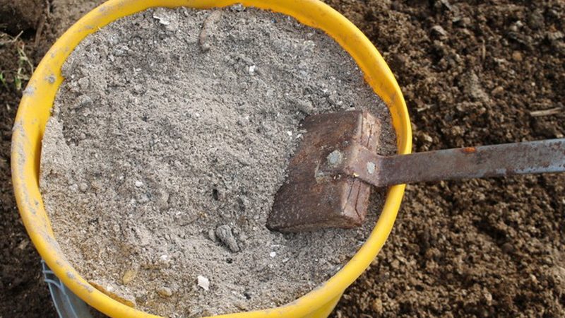 Wie man Radieschen richtig pflanzt: Anleitung für Gärtneranfänger