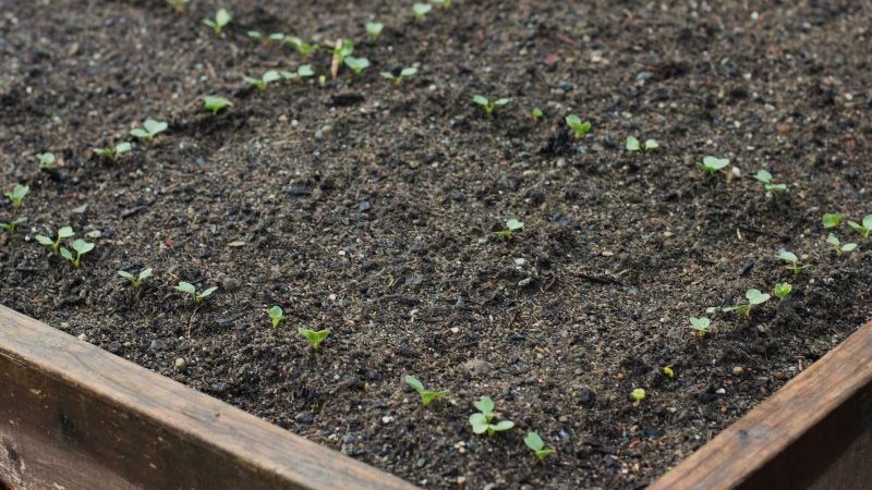 Wie man Radieschen richtig pflanzt: Anleitung für Gärtneranfänger