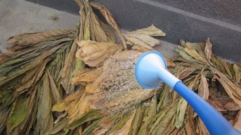 Wie man zu Hause Tabak fermentiert: die besten Wege