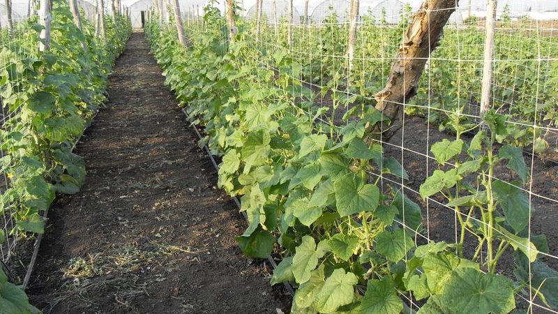 Schritt-für-Schritt-Anleitung zum Einpflanzen von Gurken in den Boden