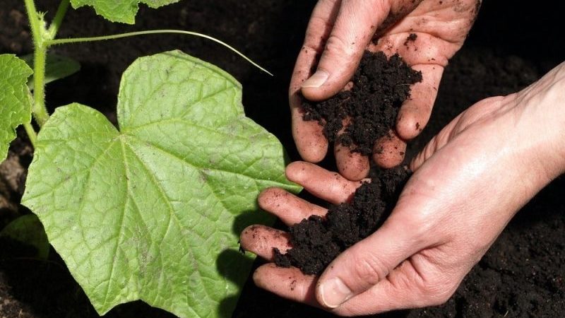 Schritt-für-Schritt-Anleitung zum Einpflanzen von Gurken in den Boden