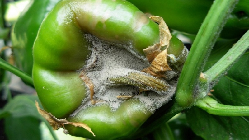 Was sind die Krankheiten von Paprika in einem Gewächshaus: Fotos und Behandlungsmethoden