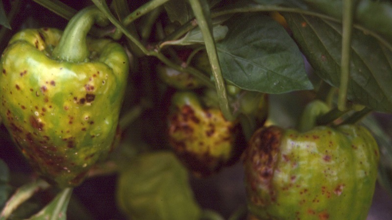 Was sind die Krankheiten von Paprika in einem Gewächshaus: Fotos und Behandlungsmethoden