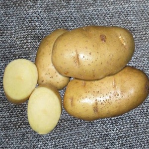 Die Kartoffelsorte Lasunok wird von den Landwirten wegen ihrer einfachen Pflege und Produktivität bevorzugt